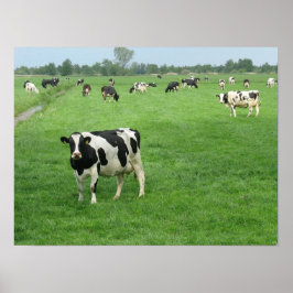 Neugierige holländische Milchkühe Poster Print Ges