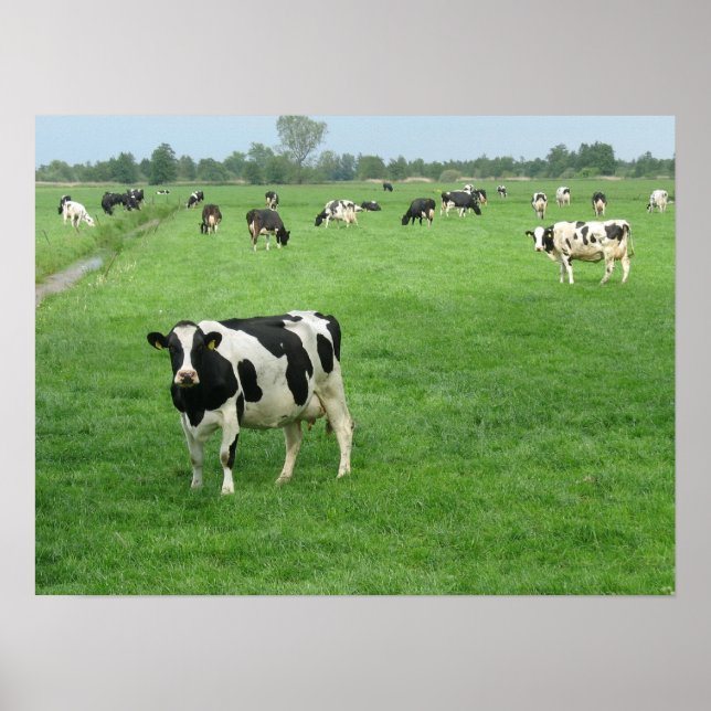 Neugierige holländische Milchkühe Poster Print Ges (Vorne)