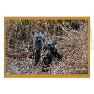 Neugierige Hyänenwelpen