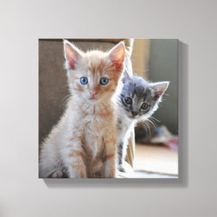 Neugierige Kätzchen Leinwanddruck