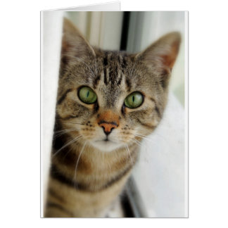 neugierige Katze