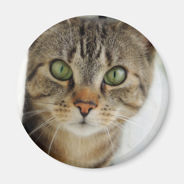 neugierige Katze Magnet (Vorne)