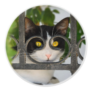 Neugierige Katze mit Schauspiel-Rahmen-lustigem Keramikknauf