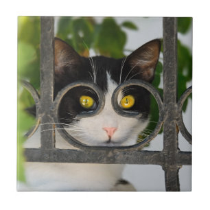 Neugierige Katze mit Spektakeln Bilderrahmen Funny Fliese