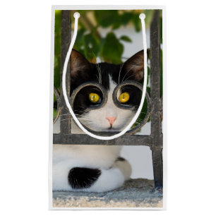 Neugierige Katze mit Spektakeln, die ein lustiges Kleine Geschenktüte