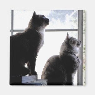 Neugierige Katzen, die aus dem Fenster schauen, Kä Magnet