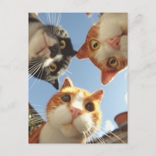 Neugierige Katzen schauen nach unten Postkarte