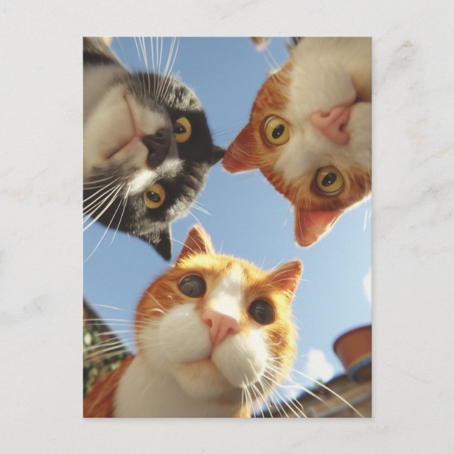 Neugierige Katzen schauen nach unten Postkarte (Vorderseite)