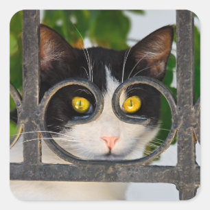 Neugierige Katzenaugen mit Spektakeln Funny Foto Quadratischer Aufkleber