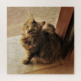 Neugierige Kitty