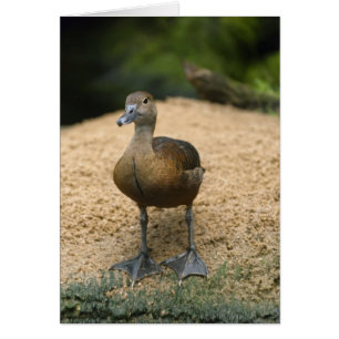 Neugierige kleine Ente