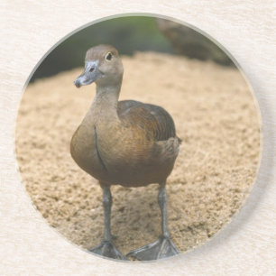 Neugierige kleine Ente Sandstein Untersetzer