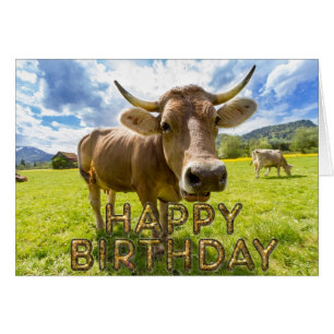 Neugierige Kuh des Vordergrunds