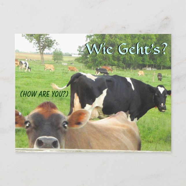 Neugierige Kuh! Pa Niederländisch! Lititz/Lancaste Postkarte (Vorderseite)