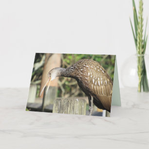 Neugierige Limpkin-Grußkarte Feiertagskarte