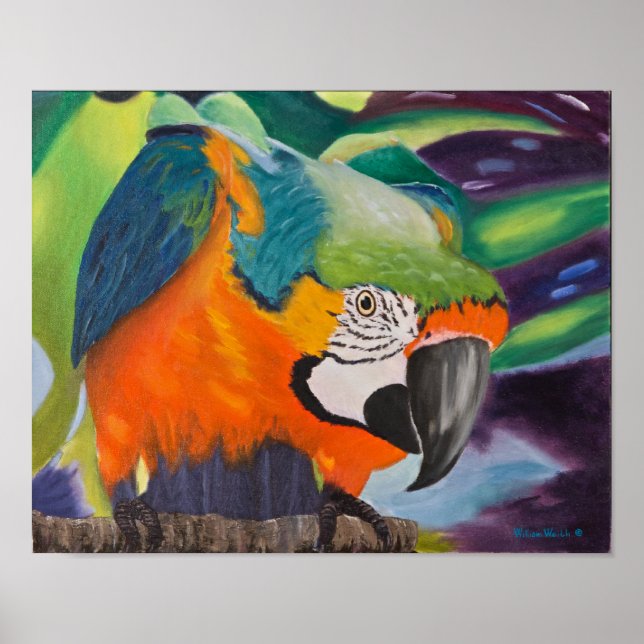 Neugierige Macaw Poster (Vorne)