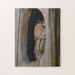 Neugierige Owl Peeking von Zuhause
