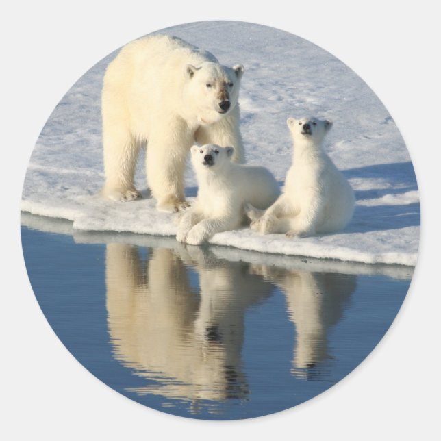 Neugierige Polar Bären-Familie Runder Aufkleber (Vorderseite)