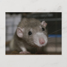 Neugierige Rat Postkarte