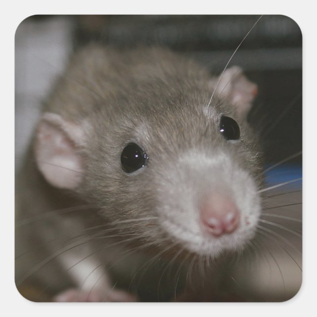 Neugierige Rat Quadratischer Aufkleber (Vorderseite)