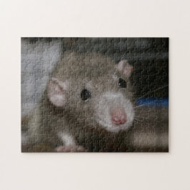 Neugierige Ratte