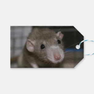 Neugierige Ratte Geschenkanhänger