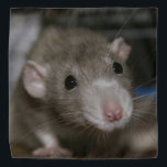 Neugierige Ratte Halstuch<br><div class="desc">Diese bezaubernde Ratte heißt Sky. Sie ist eine dumme extravagante Ratte und sie ist eine wunderschöne Farbe, die man russische Taube nennt.</div>