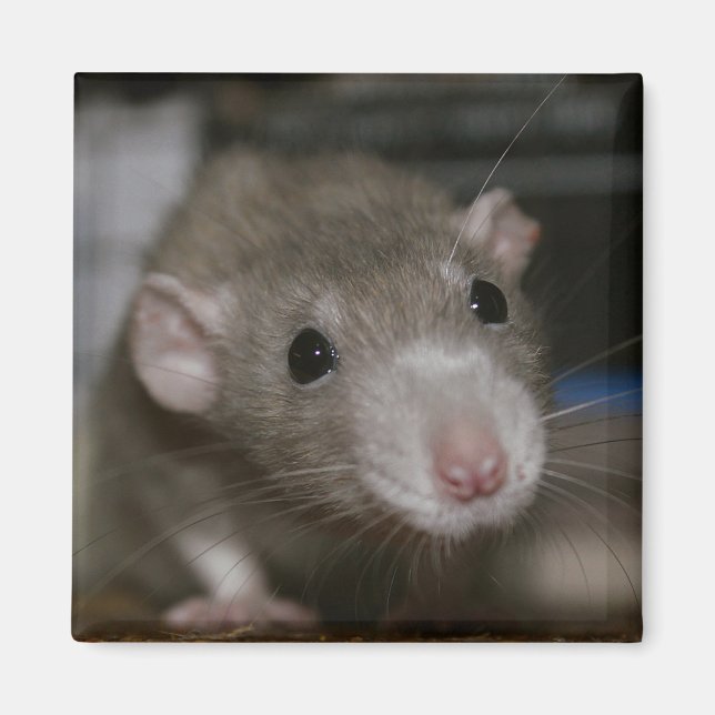 Neugierige Ratte Magnet (Vorne)
