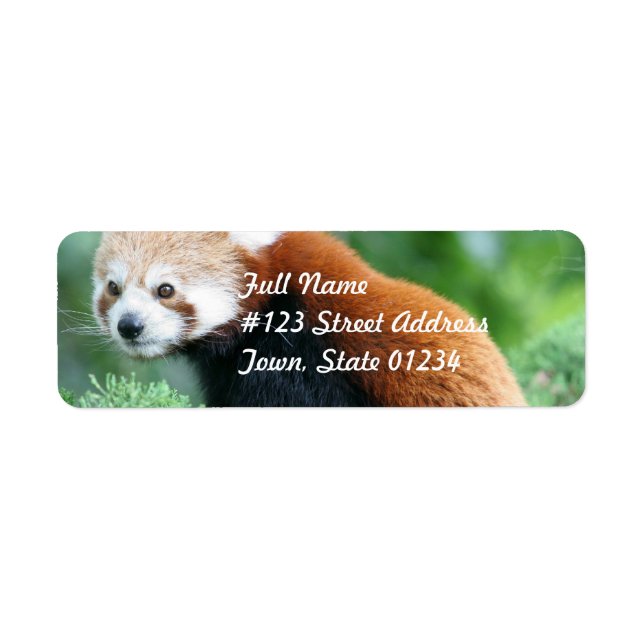 Neugierige Red Panda Mailing Labels (Vorne)
