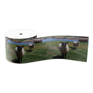 Neugierige Schafe Ripsband