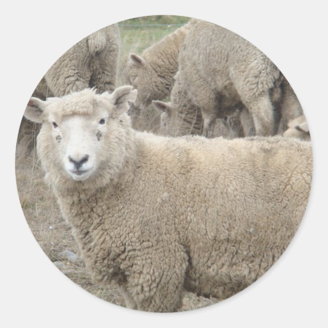 Neugierige Schafe Runder Aufkleber (Vorderseite)