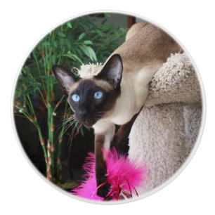 Neugierige siamesische Katze Keramikknauf