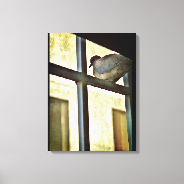 Neugierige Taube Leinwanddruck (Vorderseite)