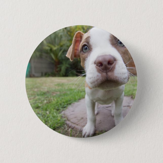 Neugierige Welpe Button (Vorderseite)