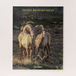 Neugierige Wüstenbighorn Sheep Ram and Ewes