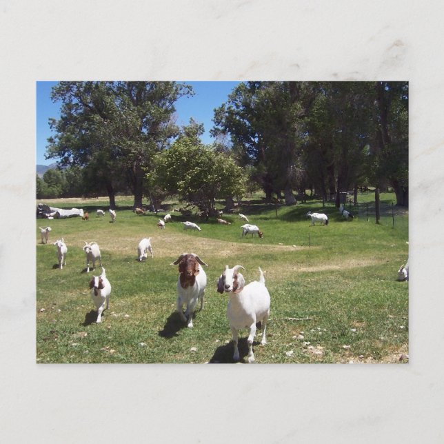 Neugierige Ziegen Postkarte (Vorderseite)