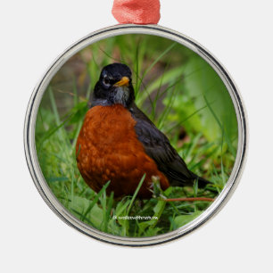 Neugieriger amerikanischer Robin im Gras Silbernes Ornament
