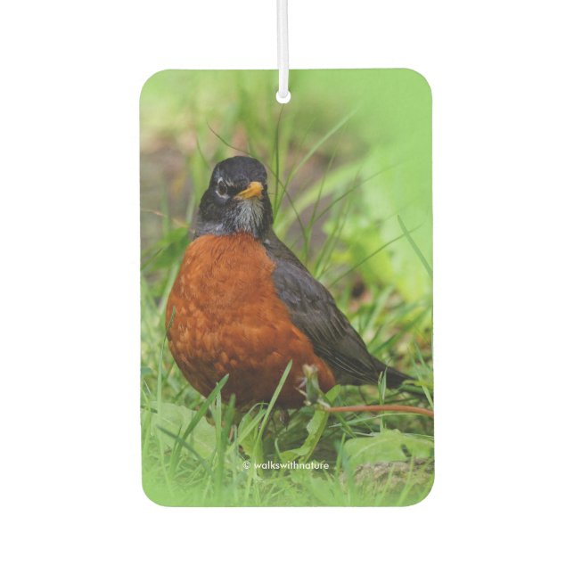 Neugieriger amerikanischer Robin Songbird im Gras Autolufterfrischer (Vorderseite)