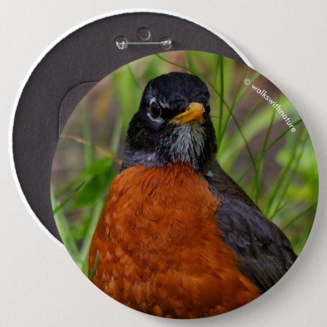 Neugieriger amerikanischer Robin Songbird im Gras Button (Vorne & Hinten)