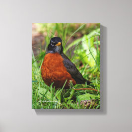 Neugieriger amerikanischer Robin Songbird im Gras Leinwanddruck