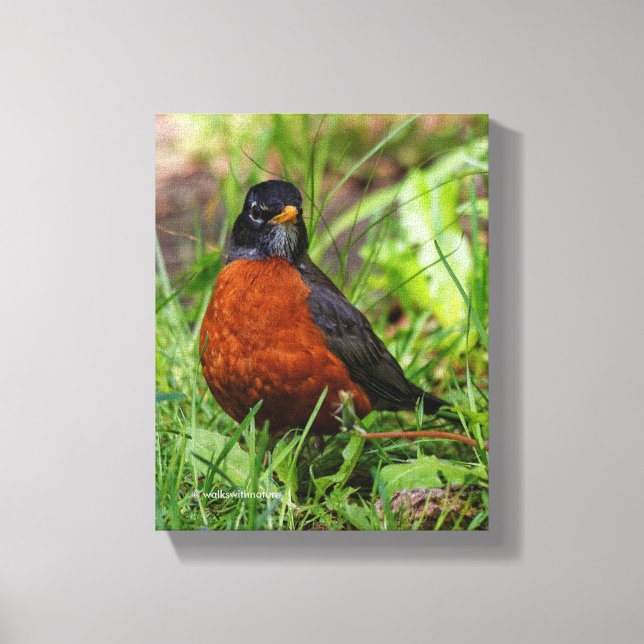 Neugieriger amerikanischer Robin Songbird im Gras Leinwanddruck (Vorderseite)