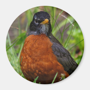 Neugieriger amerikanischer Robin Songbird im Gras Magnet