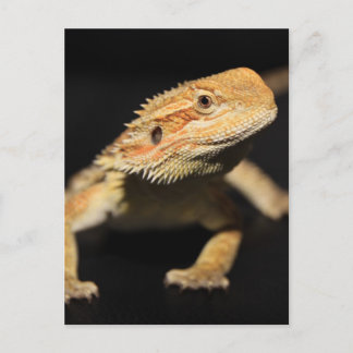 Neugieriger Bartdrache Postkarte