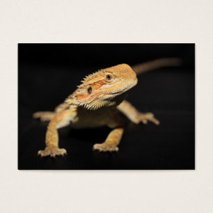 Neugieriger bärtiger Drache