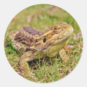Neugieriger bärtiger Drache 2 Runder Aufkleber