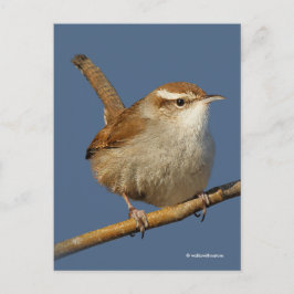 Neugieriger Bewick's Wren Songbird am Zweig Postkarte