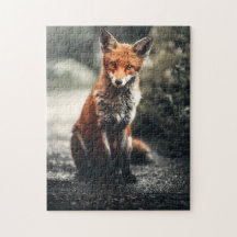 Neugieriger Big Red and White Fox in der Natur