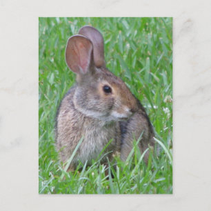 Neugieriger Cottontail Postkarte