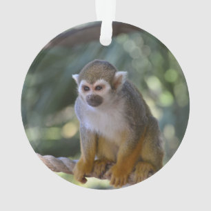 Neugieriger Eichhörnchen-Affe Ornament