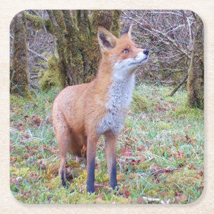 Neugieriger Fuchs, der in eine Waldlandschaft scha Rechteckiger Pappuntersetzer